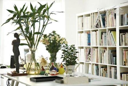 书房装饰植物